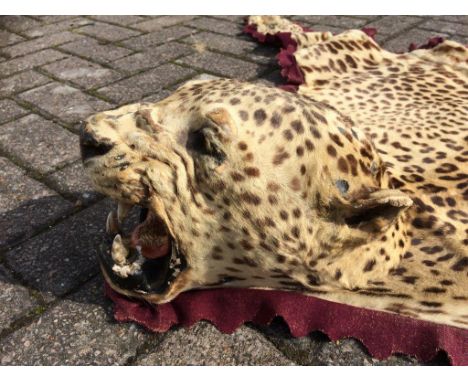 A 19th Century leopard skin rug, of taxidermy interest, with full head and glass eyes, and open mouth, provenance: acquired b