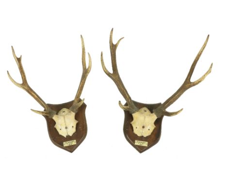 Two pairs of mounted Stag Antlers, each on a shield shaped panel and inscribed Ghenart L.J.A. 1919, each 18" (46cms). (2) 