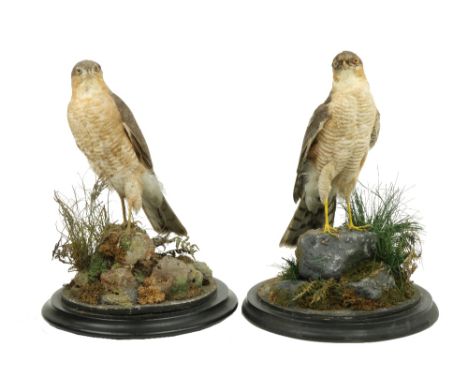 Taxidermy: A pair of stuffed and mounted Eurasian Sparrow Hawk (Accipiter Nisus), each perched on a rock amongst foliage unde