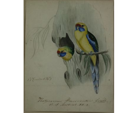 Heinrich Gottlieb Ludwig Reichenbach, German (1793-1879)  Two original watercolours of Australian Birds:  * A Transylvania Wa