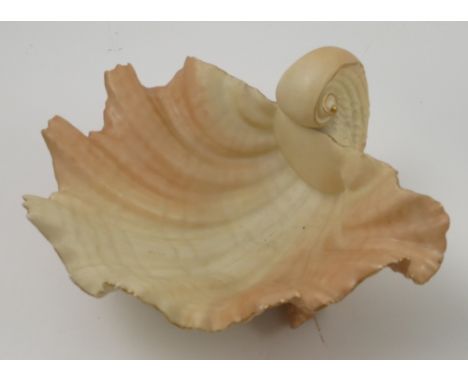 A Royal Worcester blush ivory bowl, moulded as a shell, raised on three conche shell feet, dated 1910, shape number G971, af,