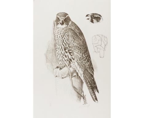 Circle Press.- Tunnicliffe (Charles Frederick) Hawks &amp; Falcons: Ten Lithographs, number 12 of 90 sets, 2 large lithograph