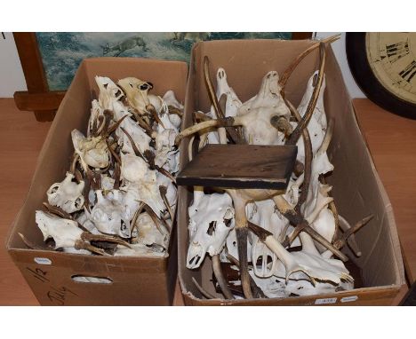 Antlers/Horns: European Red Deer &amp; Roebuck Antlers, circa late 20th century, fifty four sets of adult and juvenile antler