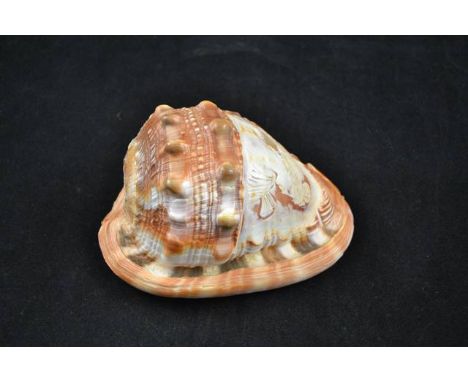 An Italian cameo conch shell, carved with head and shoulders portrait of lady - L14cm CONDITION REPORT: good condition