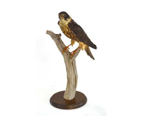 Taxidermy: Hobby (Falco subbuteo), early 20th century, a full mounted specimen on branch and base.Provenance - from the colle