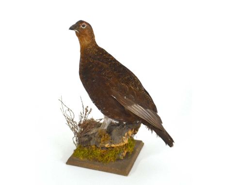 Modern taxidermy Grouse by H R Bennett in naturalist setting, uncased
