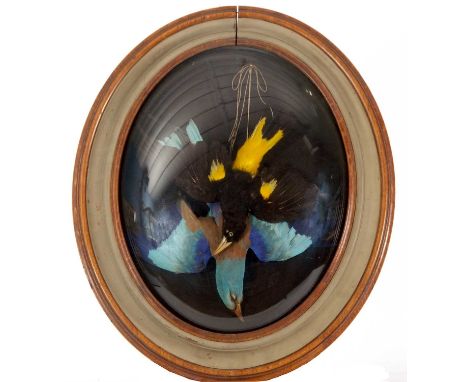 An oval wall dome by Ledot (Rue de Rivoli) of a Roller and Cacique with label to reverse and inscribed "Le Rollier (Bleu) et 