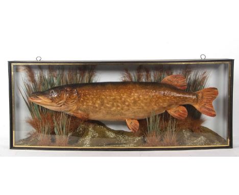 Taxidermy Northern Pike (Esox lucius) – is a very large taxidermy cased Pike in bow fronted black case set in naturalistic se