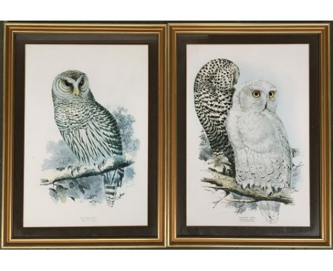 After Edward Lear, a pair of owl prints, 'Snowy Owl' and 'Barred Owl', each 54x36 