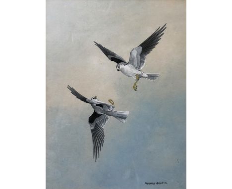 Norman Arlott, Flight display - black shouldered kites - Kenya, signed and dated 76, watercolour, 34x25cm, a sketch by David 