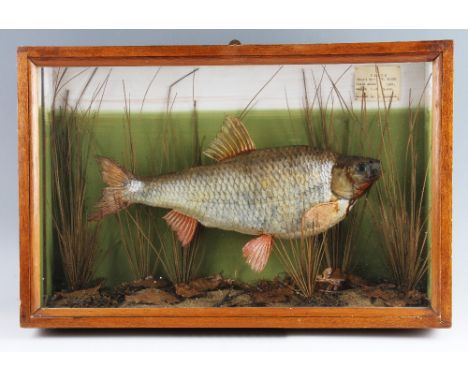 Eggington Cased Fish: preserved Roach in flat glass case with hand-painted back board with sparsely reeded background and gra