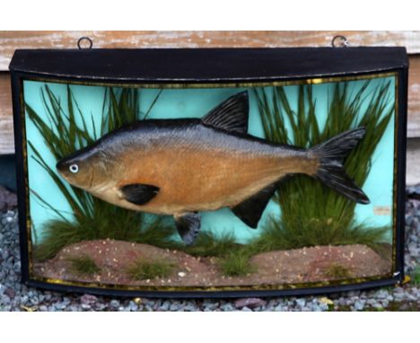 J Cooper & Son Cased Fish: preserved Bream in glass bow front gilt lined case -  with reeded background against blue/green ba
