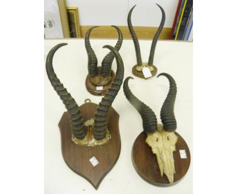 HUNTING TROPHIES.  FOUR PAIRS OF MOUNTED HORNS AND PART SKLLS, CIRCA 1900