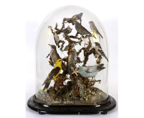 A DISPLAY OF BRITISH AND EXOTIC BIRDS perched on branches to include Cuckoo, Reed Warbler, Firecrest, Bee Eater, Roller and G