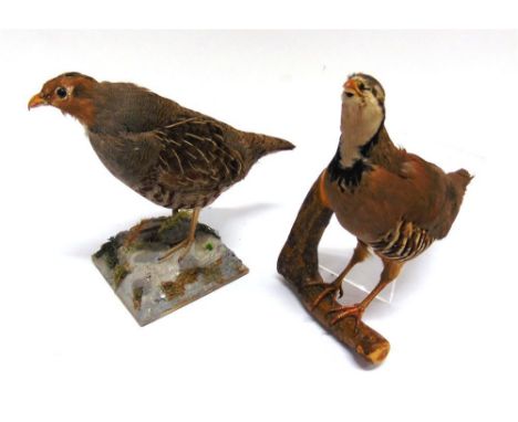 TWO PARTRIDGES one perched on a branch with bracket for wall hanging, the other on a square plaster base