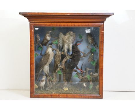 Taxidermy - A presentation of 13 birds within a naturalistic setting, to include two Eurasian Goshawks (one with a bird in it