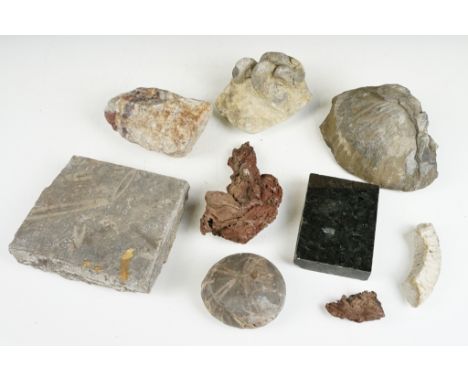 A small collection of mixed fossils to include a group of Gryphaea Arcuata (Devil’s Toenail), Starfish Fossil, Emerald Pearl 