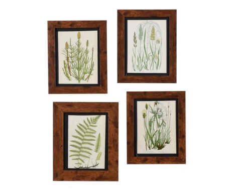 A SET OF SIXTEEN PRINTS OF FERNS, From The Flowering Plants of Great Britain by Anne Pratt, London, 1899, glazed and in faux 