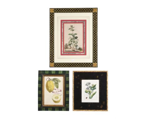 A SET OF FOUR 18TH CENTURY HAND COLOURED ENGRAVINGS OF LEMONSEach 34 x 23cm Together with a set of four botanical prints in g