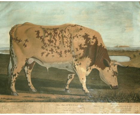 AFTER GEORGE CUITT (1743-1818) THE BLACKWELL OX Engraving with hand colouring by J. Bailey, published 1780 29 x 40.5cm. * Thi