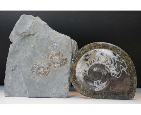 Natural History - Early Jurassic fossil ammonite and Psiloceras with iridescent pyritised finish, North Somerset, W 23cm toge