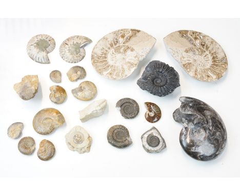 Natural History - Collection of assorted ammonite fossils including some slides and polished examples and a labelled Goniatit