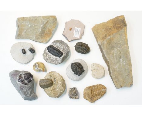 Natural History - Selection of fossils to include labelled trilobite and other trilobite examples in various sizes, settings 