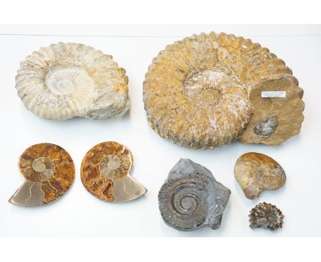 Natural History - Selection of mixed size Ammonite fossils, with one labelled 'Mantelliceras Mantelli' Madagascar, and one sl