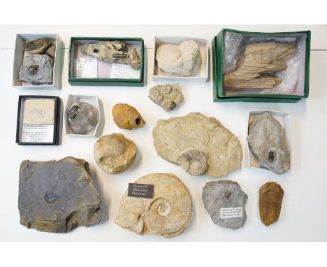 Natural History - Mixed selection of fossils to include Trilobite examples, dalmonites, fossil bivalve, France, fossilised Sa