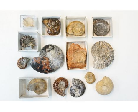 Natural History - Collection of fossilised ammonite and similar specimens including Jurassic Bivalves and Goniatite. Largest 