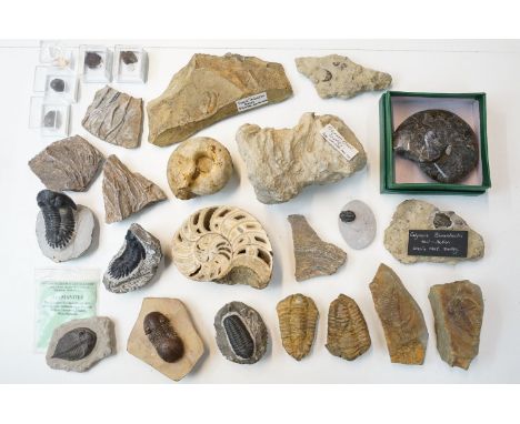 Natural History - Collection of fossils to include trilobite and ammonite fossil specimens to include fossils in matrix's, sl