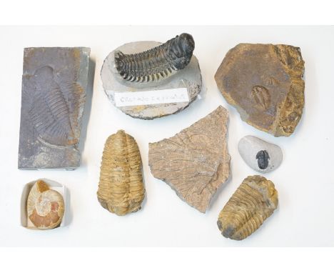 Natural History - Collection of assorted fossils to include Crotalocephalus on base, W 9cm, Ogyginus corndensis in slate piec