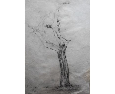 Cornelius Varley (1781-1873), A TREE IN HYDE PARK, pencil, framed and mounted, 37 x 24 cm, signed and inscribed 'Hyde Park', 