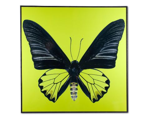 DMITRY OSKIN (RUSSIAN B. 1986)BUTTERFLY 2C-type photographic print in tray frameSigned twice, numbered 1/3 and inscribed vers