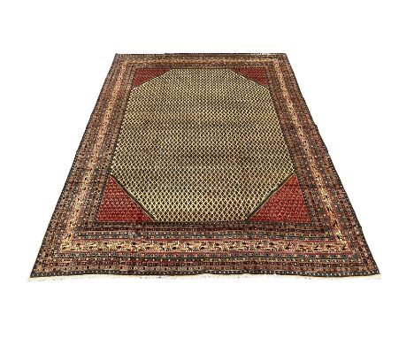 Persian Araak carpet, light ground field decorated with repeating small Boteh motifs, contrasting red ground spandrels, eleve