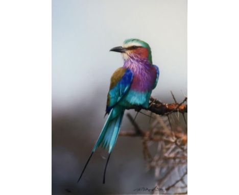 THOMAS D MANGELSEN (AMERICAN b.1946) JEWEL OF THE SERENGETI Photographic print, signed lower right, numbered (619/2500), 33 x
