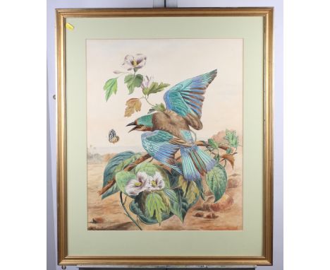 M C Gunn? 1873: watercolours, study of a Blue Roller, 22 1/2" x 18", in gilt frame