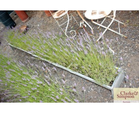 A long galvanised feed trough drilled out as a planter and planted with lavender