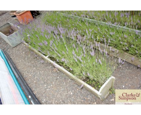 A garden trough planted with lavender 