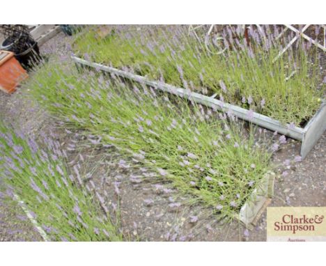 A garden trough planted with lavender 