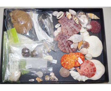 Fossil and shell collection including Orthoceras, Ammonite,(QLD), Mussel replaced by opal (White Cliffs) etc