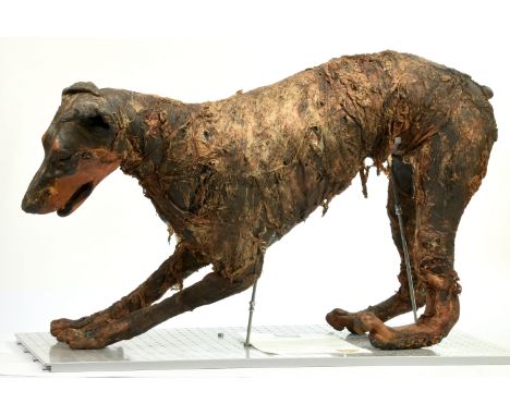 Original Resident Evil (2002) Doberman Zombie Dog Prop (full size), used in the production of The Resident Evil Movie 2002, m