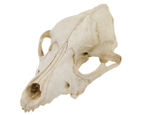 A fox skull, 17cm long. 