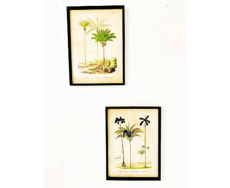BOTANICAL PRINTS, a set of two, in black frames, 56cm H x 41cm D. (2)