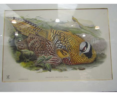 After J.Gould &amp; HC.Richter, a coloured lithograph "Phasianus Reeves II" (Reeves's pheasant) framed and glazed, 35cm x 53c