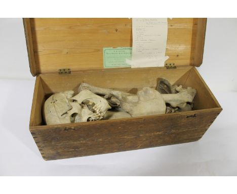 CASED SKELETON - H K LEWIS a disarticulated part skeleton for teaching purposes, in a wooden case and with a label for H K Le