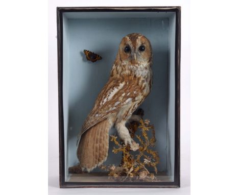 CASED TAWNY OWL a Tawny Owl mounted on a branch, also mounted with a Butterfly in the background and in a glazed and wooden c