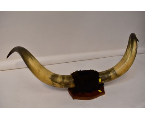 A large pair of mounted cow horns on a wooden plaque, length from tip to tip approx 125cm.