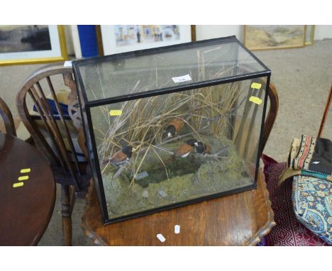 A case of taxidermy Chestnut Mannequin Finches