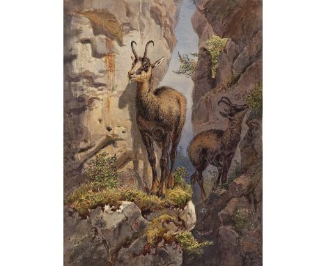 Carl Goebel1824 Wien - 1899 ebendaGemsen am FelsvorsprungL. u. signiert. Aquarell auf dünnem Karton. 30,6 x 23 cm. Aufgezogen
